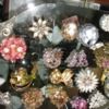 alluring_jewels